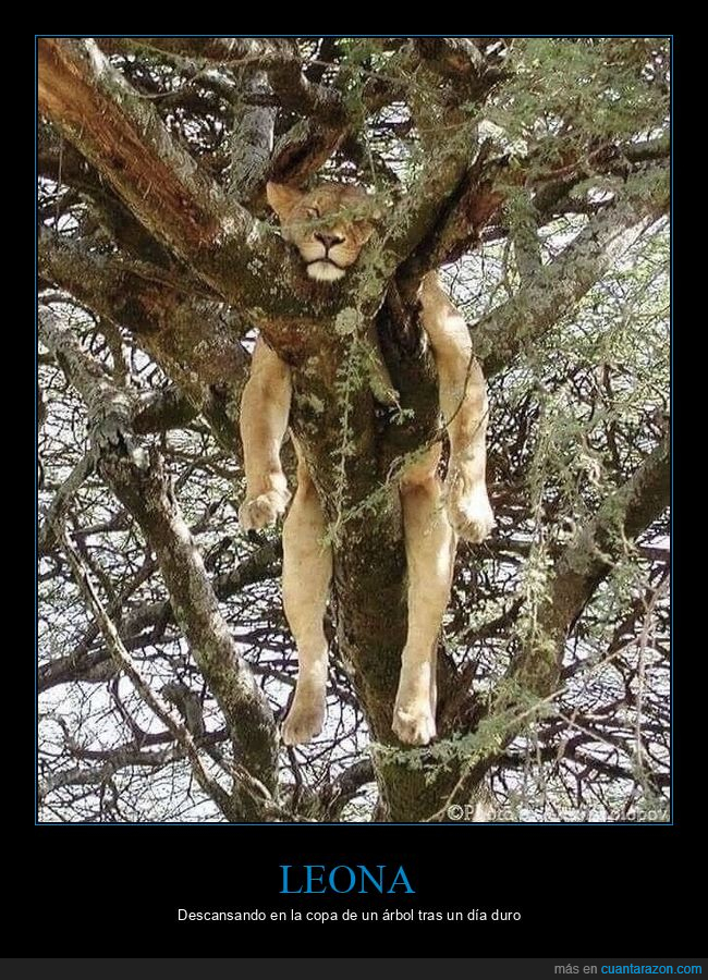 leona,descansando,árbol