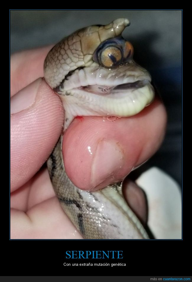 serpiente,mutación,wtf