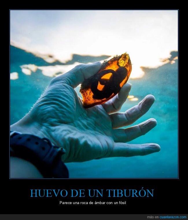 huevo,tiburón,ámbar