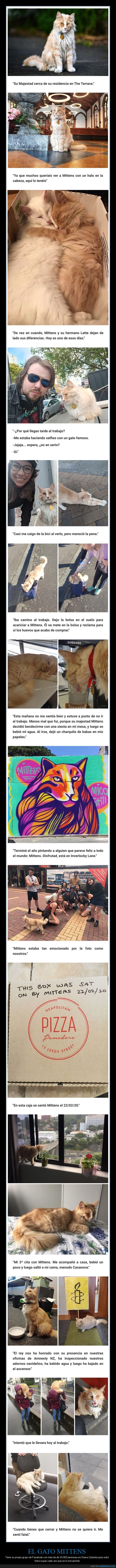 gato,mittens,fotos,nueva zelanda