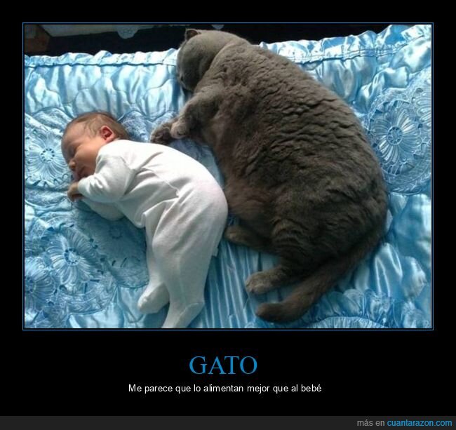 gato,bebé,durmiendo