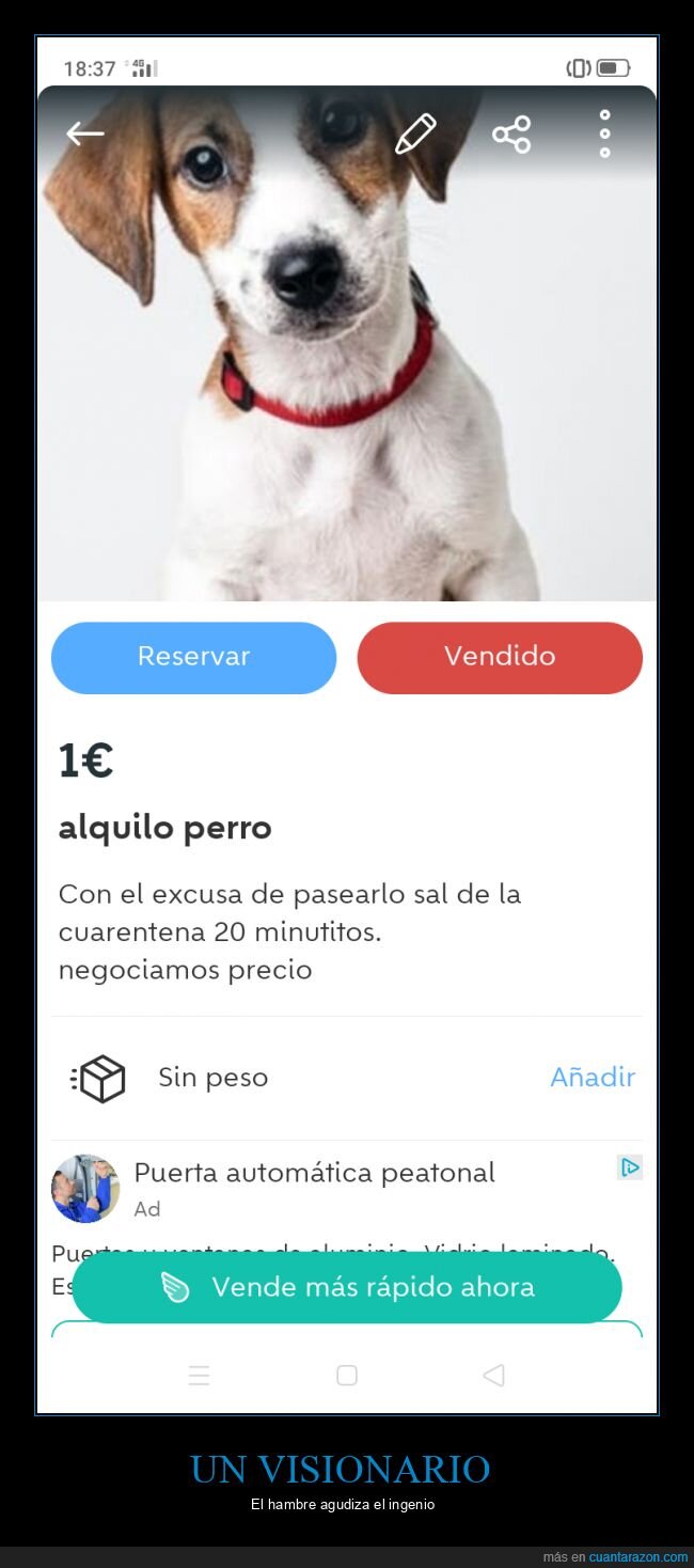 perro,coronavirus,alquiler,wallapop