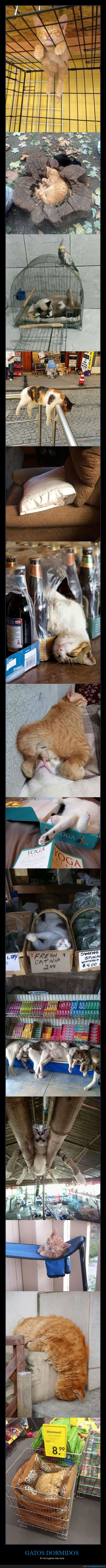 gatos,durmiendo,lugares,wtf