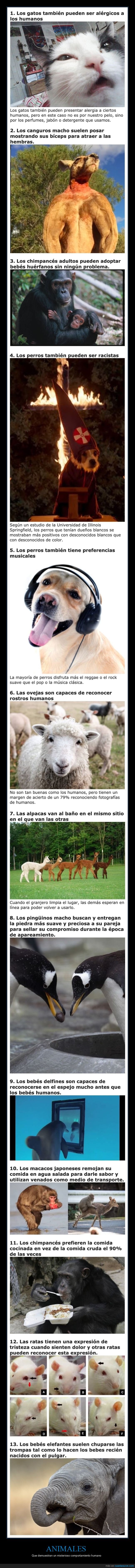 animales,comportamiento,humano