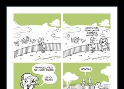 Enlace a Prohibido dar comida a los patos