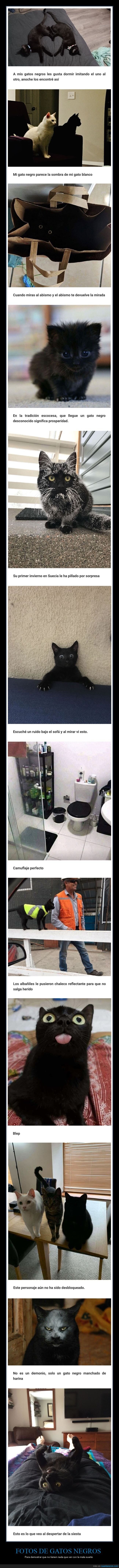 fotos,gatos,negros