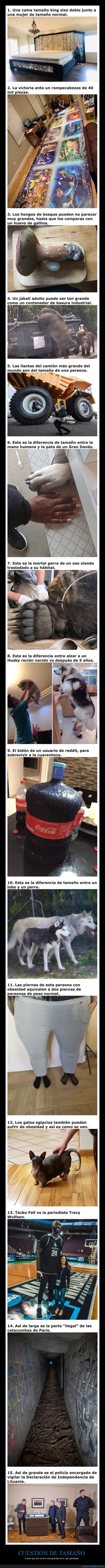 tamaño,grandes,curiosidades