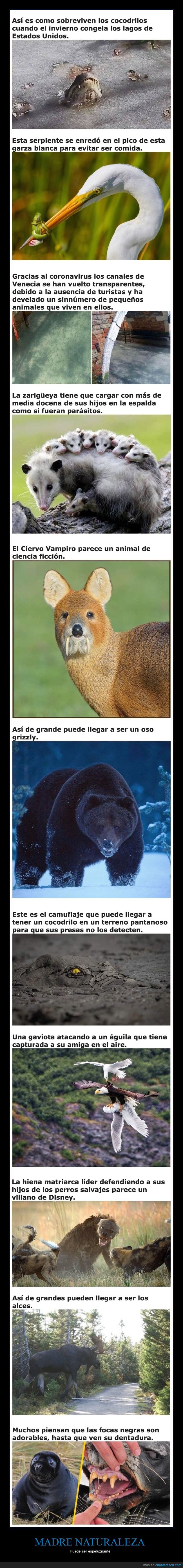 naturaleza,espeluznante,animales