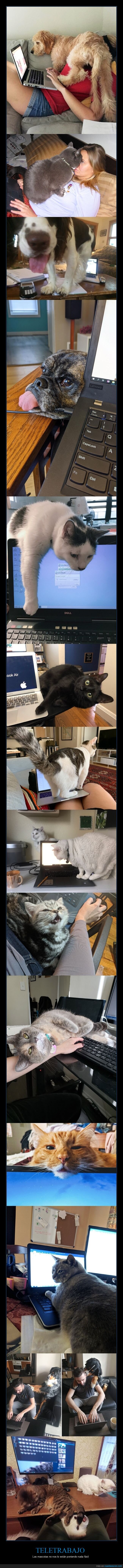 teletrabajo,cuarentena,coronavirus