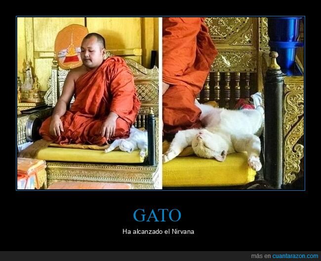 monje,meditando,gato,durmiendo,postura,wtf