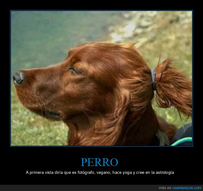 perro,coleta