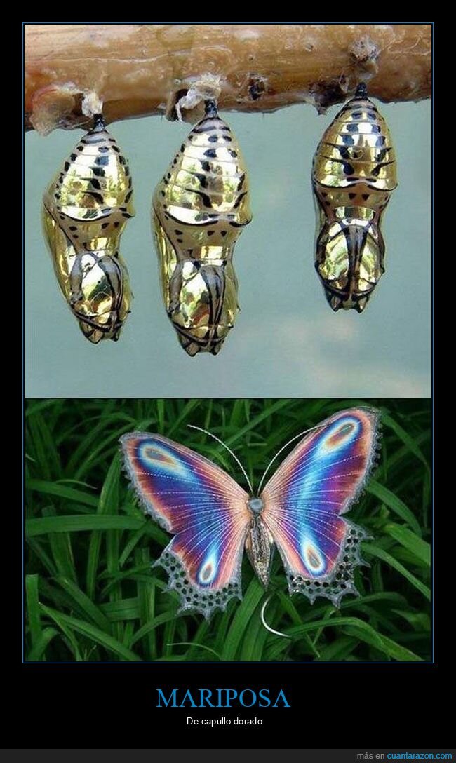 mariposa,capullo,dorado