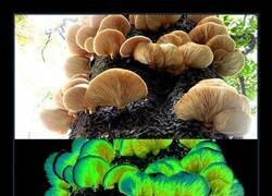 Enlace a Hongo fluorescente