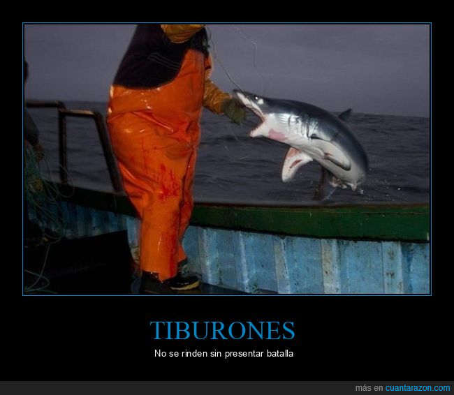 tiburón,pescador,wtf