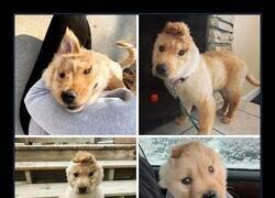 Enlace a Perro unicornio