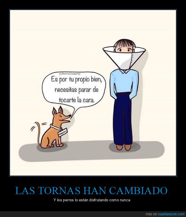 perro,cono,tocar,cara,coronavirus