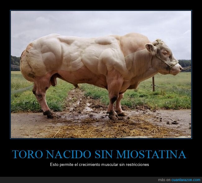 toro,miostatina,músculos