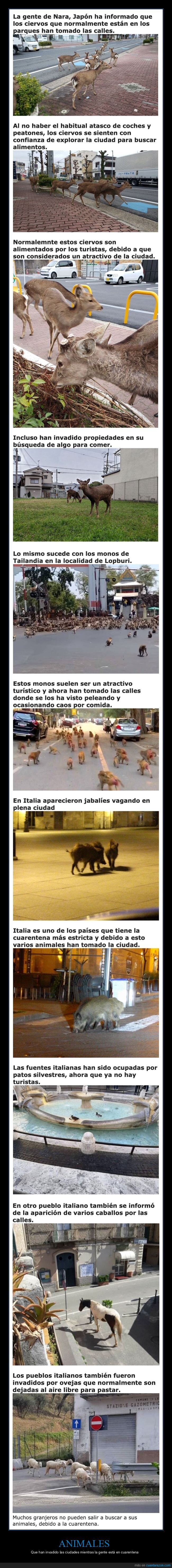 animales,invadir,ciudades,cuarentena,coronavirus