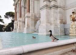 Enlace a Los animales y la naturaleza han recuperado Roma