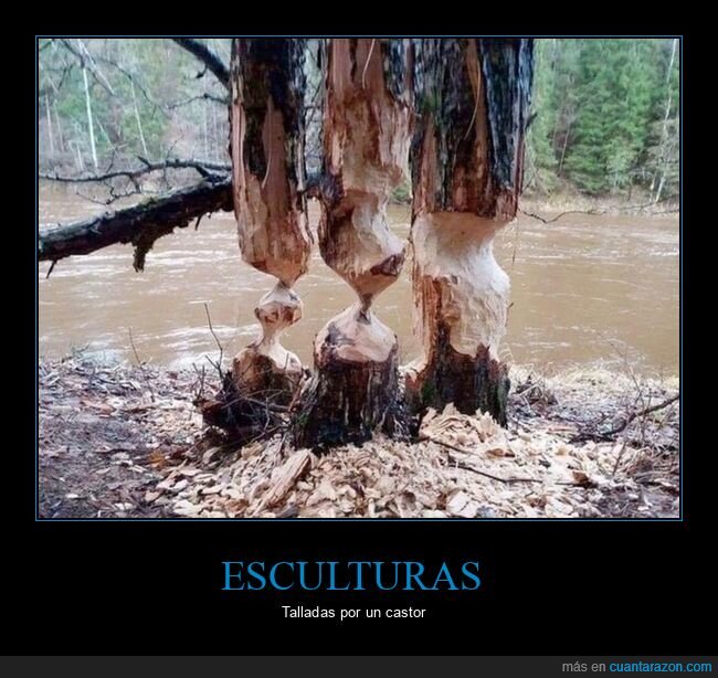 árboles,castores,tallados