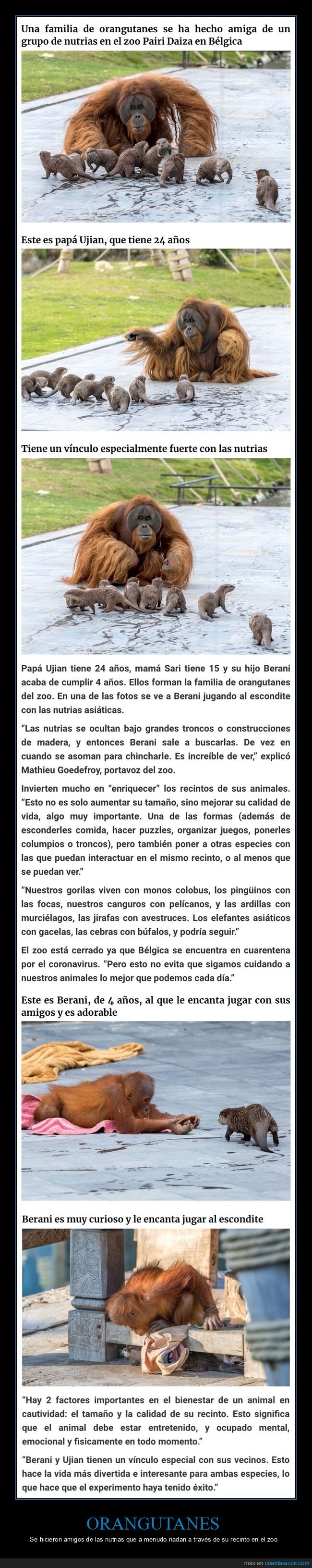 orangutanes,amigos,nutrias,zoo