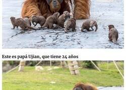 Enlace a Estos orangutanes se hicieron amigos de las nutrias que a menudo nadan a través de su recinto en el zoo