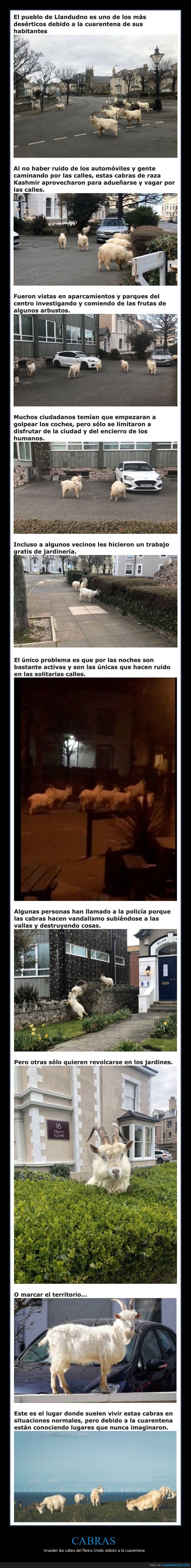 cabras,reino unido,cuarentena,coronavirus