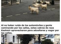 Enlace a Un centenar de cabras invaden las calles del Reino Unido debido a la cuarentena