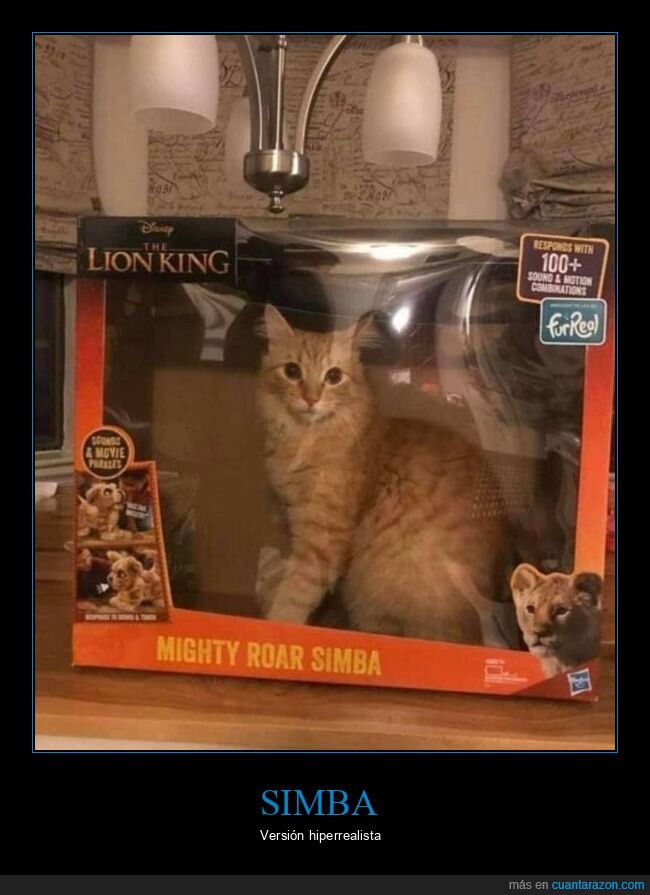 el rey león,gato,caja