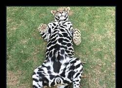 Enlace a Jaguar adorable