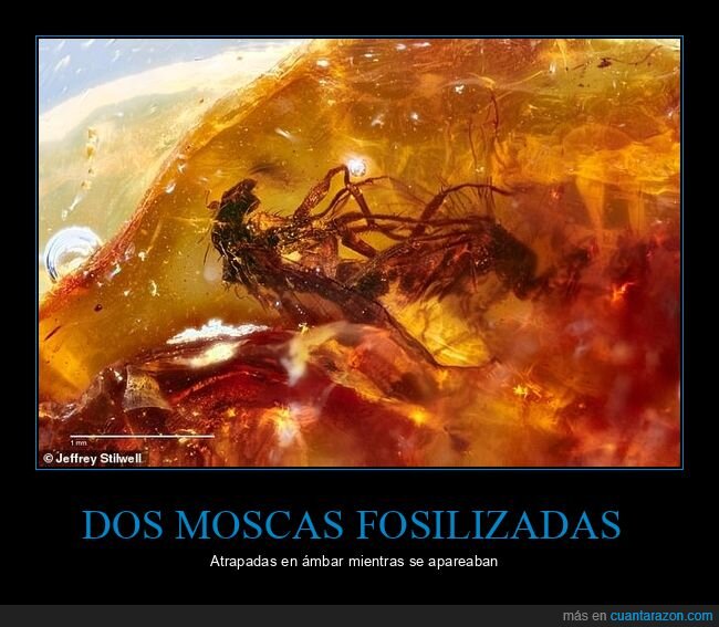 moscas,fosilizadas,ámbar,apareándose