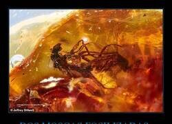 Enlace a Murieron haciendo lo que más les gustaba