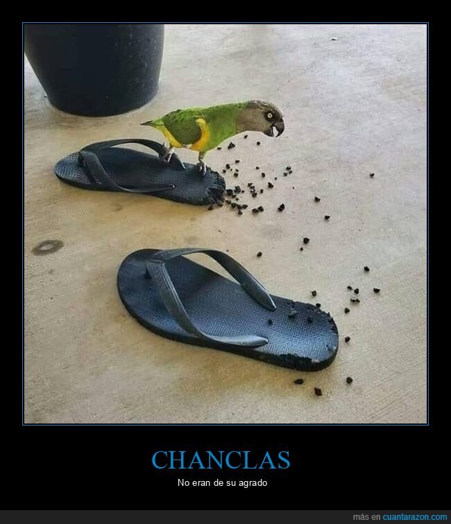 chanclas,pájaro,fails