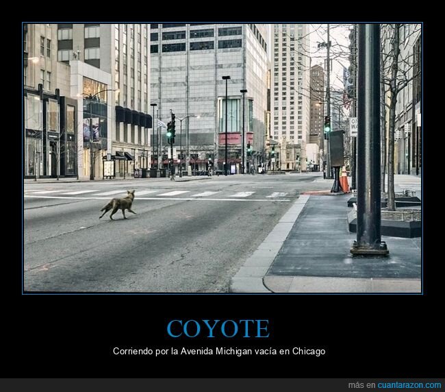 coyote,chicago,cuarentena,coronavirus