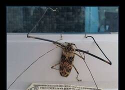 Enlace a Todo para él