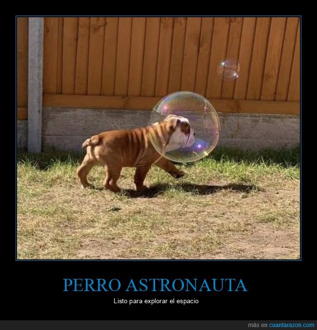 perro,burbuja,momento exacto,astronauta