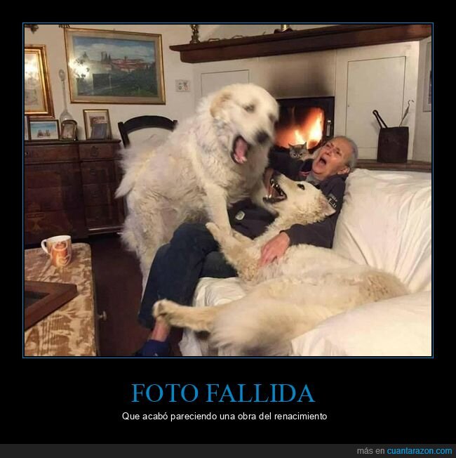 foto,perros,fails,renacimiento