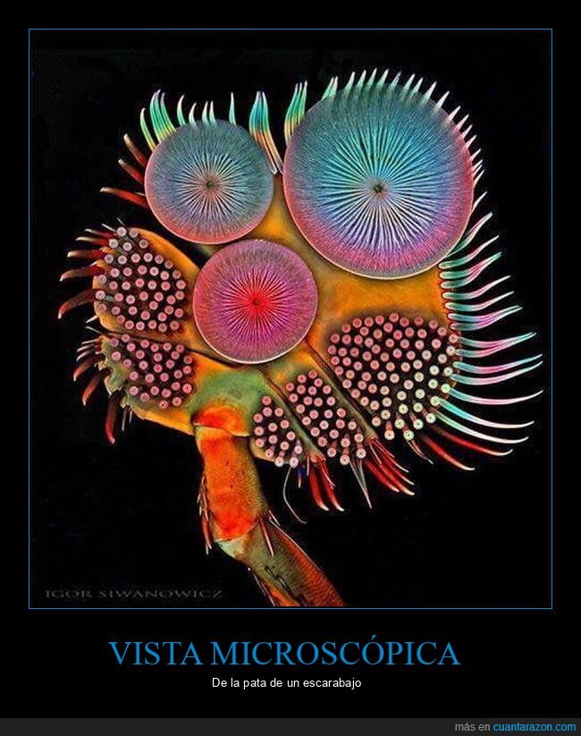 pata,escarabajo,microscopio