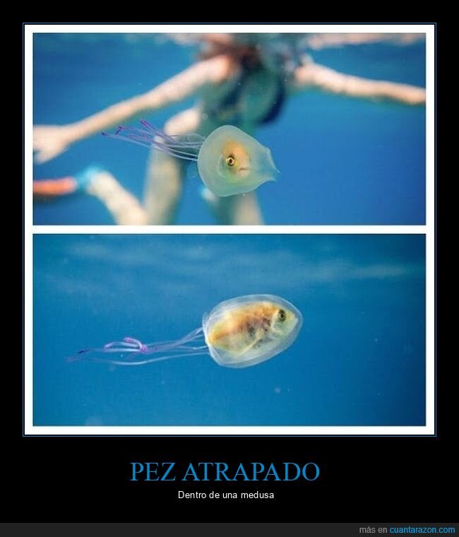 pez,atrapado,medusa