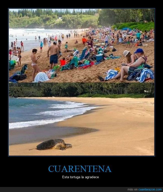 playa,cuarentena,tortuga,coronavirus
