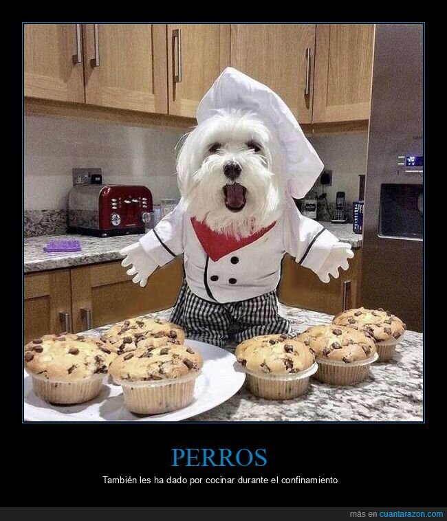 perro,cocinando,muffins