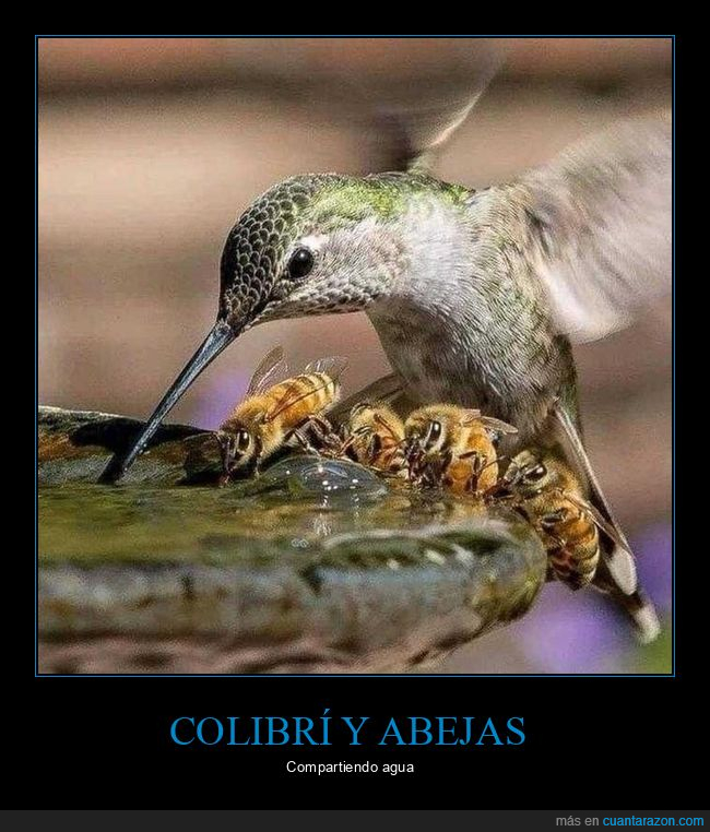 colibrí,abejas,compartiendo,agua