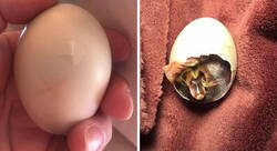 Enlace a Unos niños destruyeron un nido de pato, pero esta mujer salvó un huevo roto llevándolo 35 días en el sostén