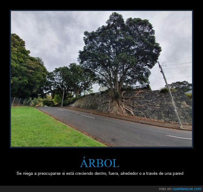 árbol,raíces,wtf