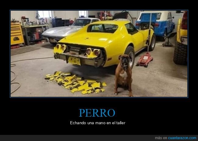 perro,taller,coche,wtf