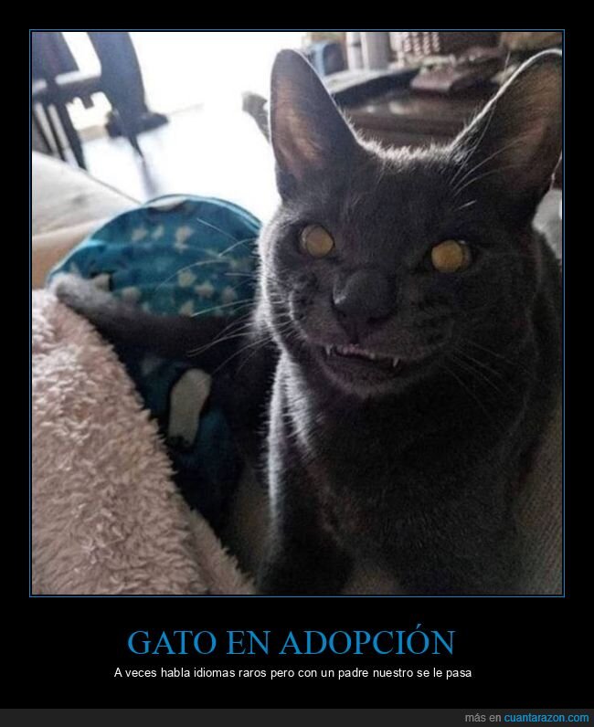 gato,careto,wtf