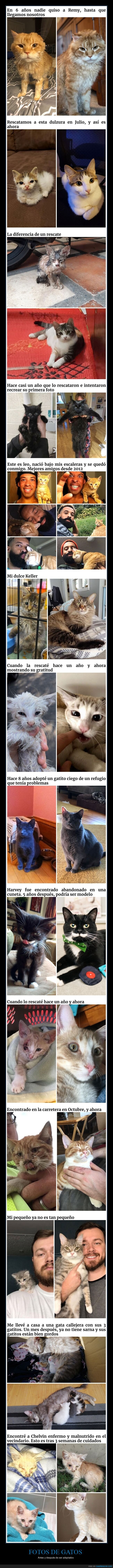 gatos,antes,después,adopción