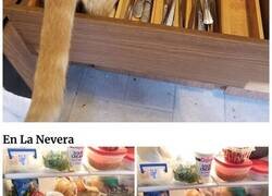 Enlace a Esta dueña decide documentar cada vez que su gato Oliver se mete donde no debe