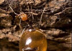 Enlace a Repleta de miel