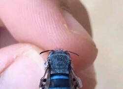 Enlace a No todas las abejas son amarillas